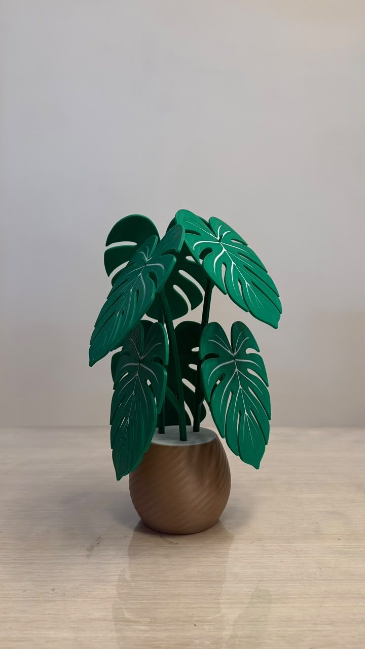 Planta Monstera Posavasos